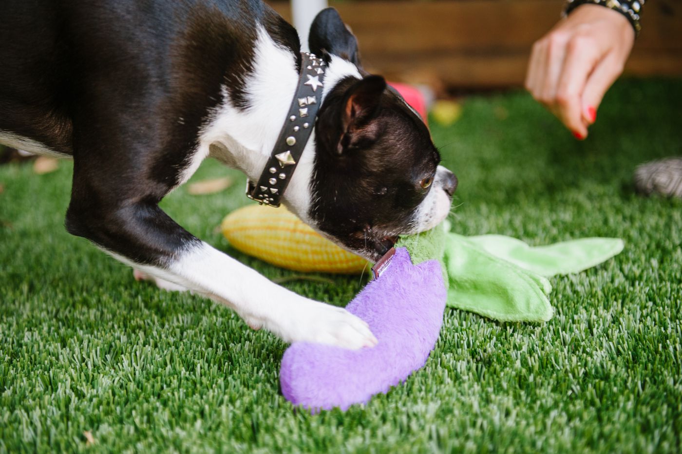美國 P.L.A.Y. 玩具系列 田園農趣 紫茄子