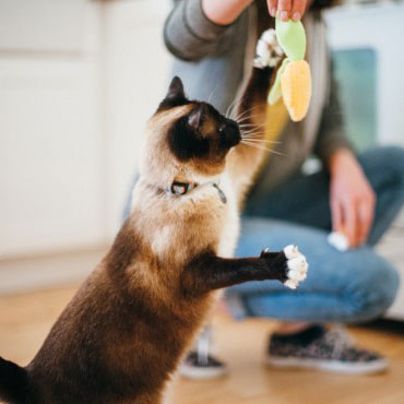 PLAY狂野貓咪-(2) 美國 P.L.A.Y. 玩具系列 狂野貓咪 野餐派對