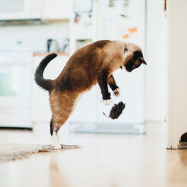 PLAY狂野貓咪-(4) 美國 P.L.A.Y. 玩具系列 狂野貓咪 貓抓老鼠