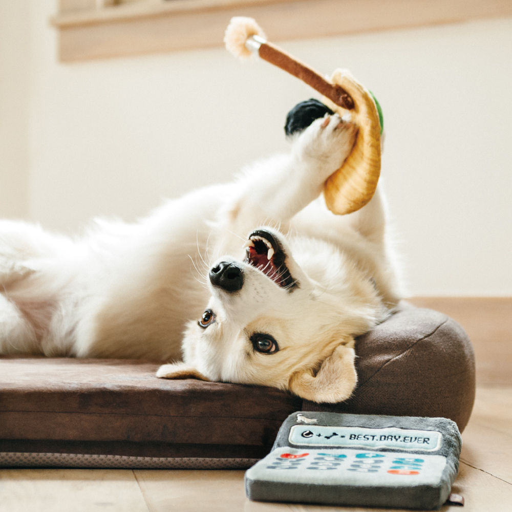 PLAY開學季 (8) 美國 P.L.A.Y. 玩具系列 開學季 小狗計算機