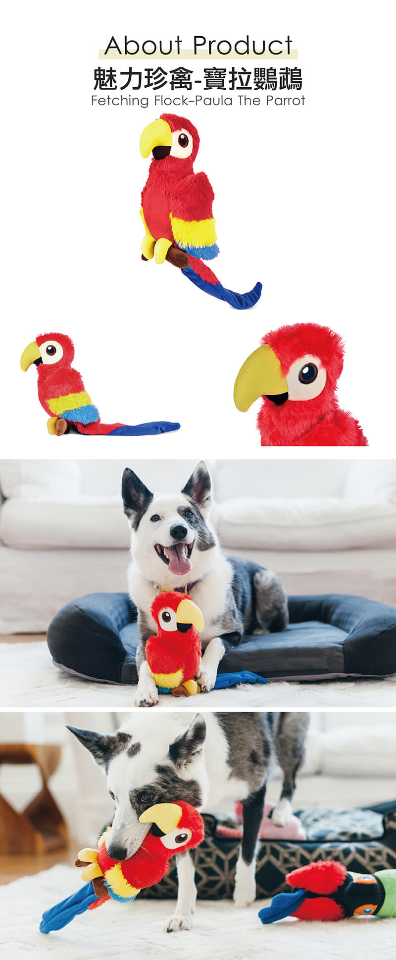 美國 P.L.A.Y. 玩具系列 魅力珍禽 寶拉鸚鵡