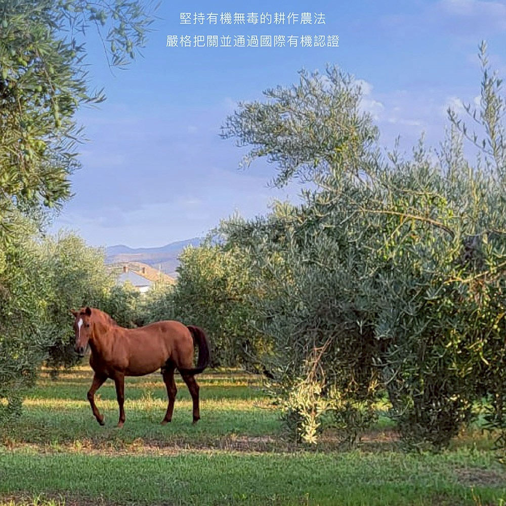 西班牙 Oro Bailen 皇嘉 有機特級冷壓初榨橄欖油【Picual皇家級】500ml