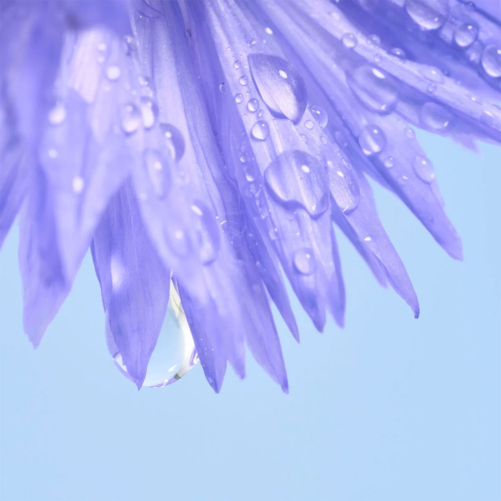 RollOnCornflower_04